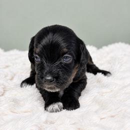 Cleo - Phantom female Goldendoodle puppy in Springfield, Ohio from Dawson & Daryn's Royal Companions