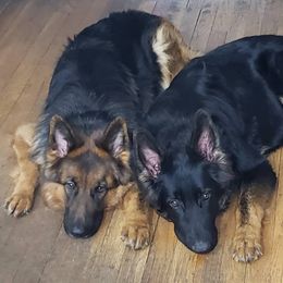 German Shepherds from Squires German Shepherds