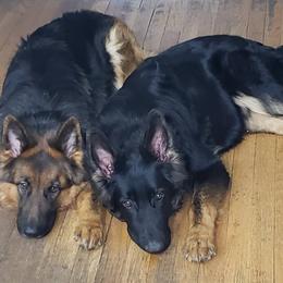 German Shepherds from Squires German Shepherds