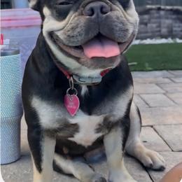 Nala - French Bulldog
