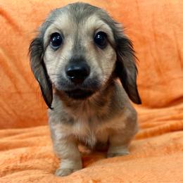 Fred - Cream male Dachshund puppy in Memphis, Tennessee from River City Doxies
