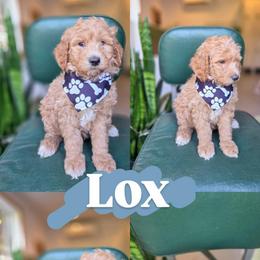 Lox - Brown male Bernedoodle puppy in Wagener, South Carolina from Noble Friend Breeders LLC