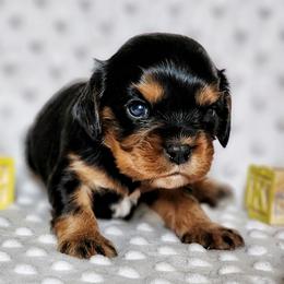 Boy 4 - Black and tan male Cavalier King Charles Spaniel puppy in Pennsylvania from Breezy Valley Siberians
