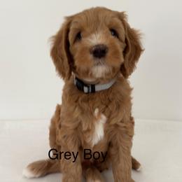 Boy 1 - Dark golden male Australian Cobberdog puppy in Grand Rapids, Michigan from Joreese Australian Cobberdogs