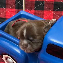 Ava - Chocolate female Shih Tzu puppy in Clarksburg, West Virginia from Pilgrim Shih tzu
