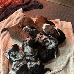 Aussiedoodle puppies from Lee Valley Scotties