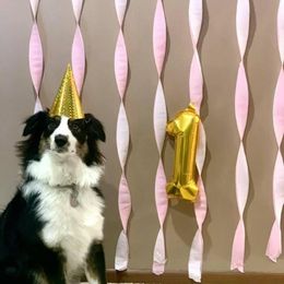 Australian Shepherd All Grown Up from Twin Lakes Ridge Farm