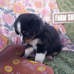 Lark (blue collar) - Black tri-color female Australian Shepherd puppy in Okeechobee, Florida from Rothsolid Aussies