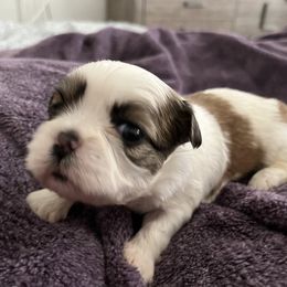 Shih Tzu Puppies from Bayonne Shih Tzu’s