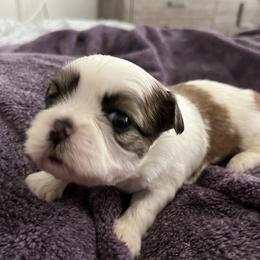 Shih Tzu Puppies from Bayonne Shih Tzu’s
