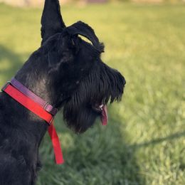 Giant Schnauzer puppies from Schnauzer Ranch