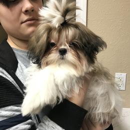 Shih Tzu Puppies from Willow Lane Shih Tzus