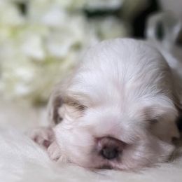 Cocker Spaniels from archangel cockers