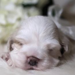 Cocker Spaniels from archangel cockers