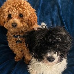 Havapoos and Poodles from Miroslava Lee