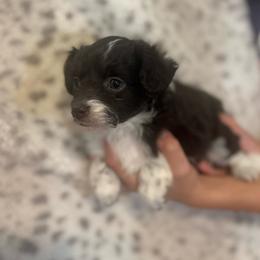 Sky - Brown and white female Aussiedoodle puppy in Timpson, Texas from Double S Kennel