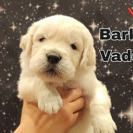Bark Vader - Light golden male Golden Retriever puppy in Gahanna, Ohio from Land of Gold - English Golden Retrievers