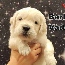Bark Vader - Light golden male Golden Retriever puppy in Gahanna, Ohio from Land of Gold - English Golden Retrievers