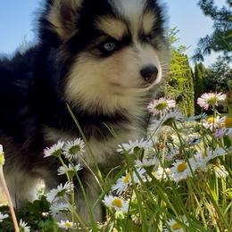 Pomsky Puppies from Dollhouse Pomskies