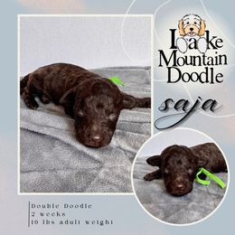 Saja - Chocolate male Double Doodle puppy in Eagle Mountain, Utah from Lake Mountain Doodle