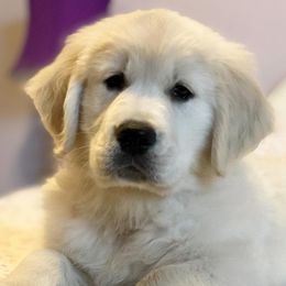 Golden Retrievers from Ironwood Carefree Goldens