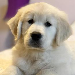 Golden Retrievers from Ironwood Carefree Goldens