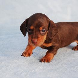 AKC Malibu - Chocolate and tan female Dachshund puppy in Billings, Missouri from Bundles of Joy