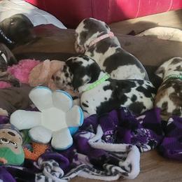 Great Dane Puppies from RCM Great Danes