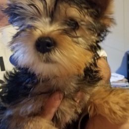 Yorkipoo and Yorkshire Terrier Puppies from Danza Bolo