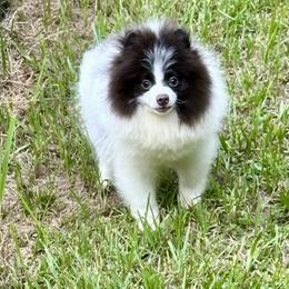 Huey - Blue parti male Pomeranian puppy in Mobile, Alabama from Cynthia's Poms