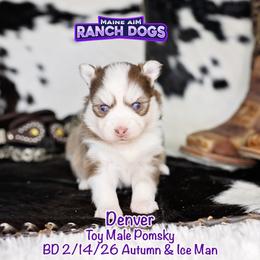 Denver - Red and white male Pomsky puppy in Humeston, Iowa from M.A.R. Dogs