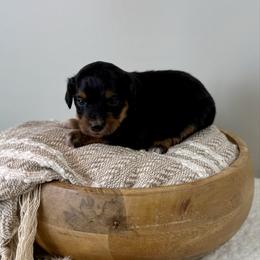 Sven - Black tri-color male Aussiedoodle puppy in Adams, Nebraska from Boxcar Doodles and Poodles