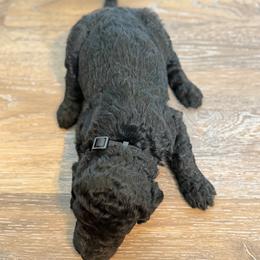 Black collar - Black female Labradoodle puppy in Rockmart, Georgia from Ross Farm Doodles