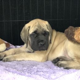 Mastiff Puppies from River Valley English Mastiffs