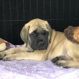 Mastiff Puppies from River Valley English Mastiffs