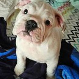 Bulldog Puppies from Life with Bulldog Paws