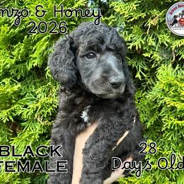 Girl 2 - Silver female Poodle puppy in Tullahoma, Tennessee from Urban Hero Poodles