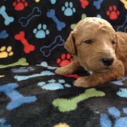 Poodle Puppies from All Poodle No Doodle