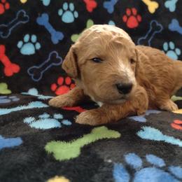 Poodle Puppies from All Poodle No Doodle
