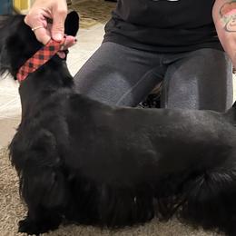 Scottish Terriers from Mehring’s Scotty’s