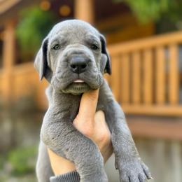 Bramble - Blue female Great Dane puppy in Beulah, Michigan from Northwood Euro Danes and Bassets