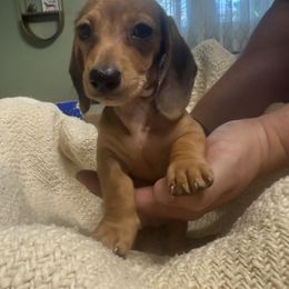 Red smooth girl - Red female Dachshund puppy in Corona, California from ChezBeale