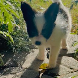 Papillon Puppies from Peppy Papillons, LLC