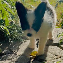 Papillon Puppies from Peppy Papillons, LLC
