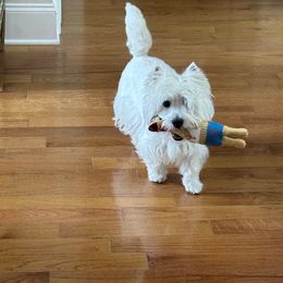 West Highland White Terriers from Kilmartin Westies