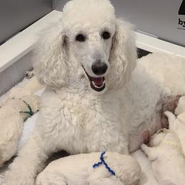 Bailey - Poodle