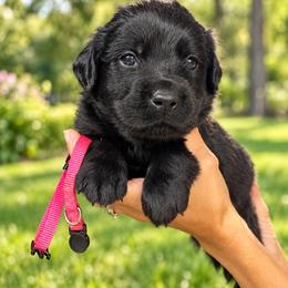 Pinky - Black female Labrador Retriever puppy in Baldwin City, Kansas from Hedge Lane Labradors