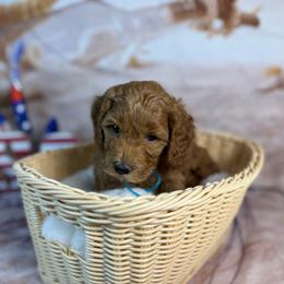 Teddy - Red  male Goldendoodle puppy in Lake Panasoffkee, Florida from Donnas Deluxe Doodles LLC