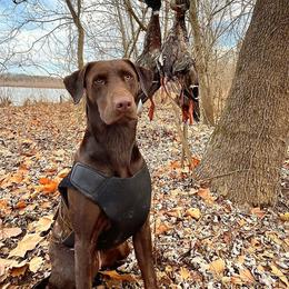 Ruby - Labrador Retriever