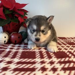 Sugar Cookie - Gray and white female Siberian Husky puppy in West Branch, Michigan from First Frost Kennels